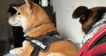 ilef pet sitter à MENTON 06500_4