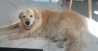 lilou pet sitter à SIN LE NOBLE 59450_7
