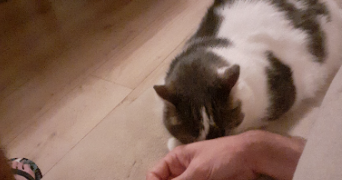 nathan pet sitter à LYON 05 69005_3