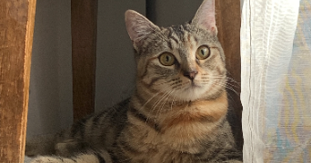 coraly pet sitter à BONDY 93140_2