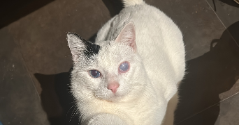 katarina pet sitter à WASQUEHAL 59290_6