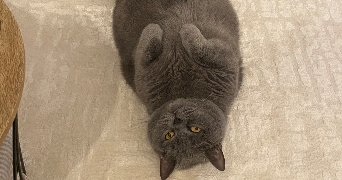 enzo pet sitter à CIBOURE 64500_3