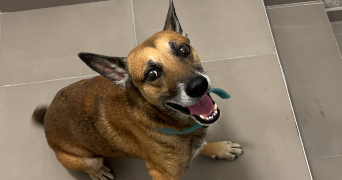 erica pet sitter à CARPENTRAS 84200_1