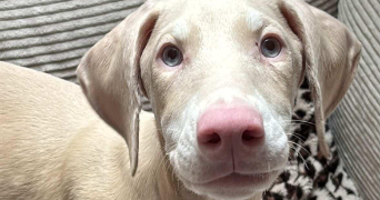 laura pet sitter à ALGRANGE 57440_3