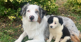 Emmie pet sitter à MONTBRISON 42600_5