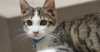 hakim pet sitter à CASTRES 81100_3