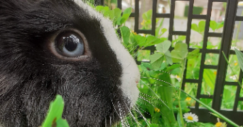 ruby pet sitter à REALMONT 81120_7