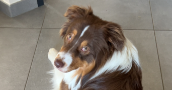 marie pet sitter à GRENOBLE 38000_1