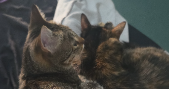 manon pet sitter à Maisons-Alfort 94700_1