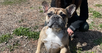 jade pet sitter à CHAMBERY 73000_8