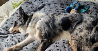 marie laure dog sitter à COMPIEGNE 60200_7