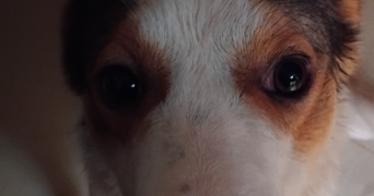 naima pet sitter à VERSONNEX 01210_0