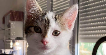 mareva pet sitter à CLAMART 92140_7