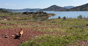 laurelenne pet sitter à ST ANDRE DE SANGONIS 34725_2