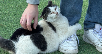 andrei pet sitter à IVRY SUR SEINE 94200_1