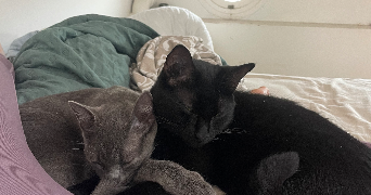 luna pet sitter à BARGEMON 83830_2