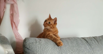 laura pet sitter à ALGRANGE 57440_9