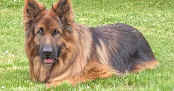julie pet sitter à BRIERES LES SCELLES 91150