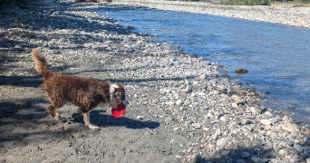 celine pet sitter à SEYSSINS 38180_3