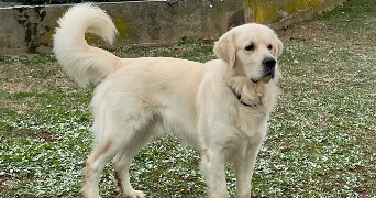 salomé pet sitter à DECINES CHARPIEU 69150_2