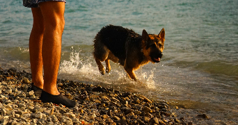 manon pet sitter à BOULOGNE BILLANCOURT 92100_3