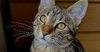 ambre pet sitter à ANGERS 49000_1