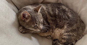 ameline pet sitter à Angers 49100_8