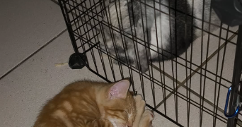diego pet sitter à SALEILLES 66280_5