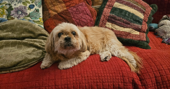 renaud pet sitter à LA GARENNE COLOMBES 92250_3