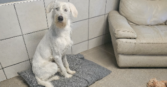 marlene pet sitter à AUNEAU BLEURY ST SYMPHORIEN 28700_59