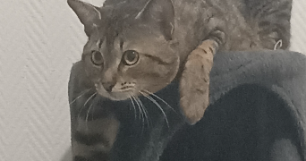 manon pet sitter à Amiens 80000_3