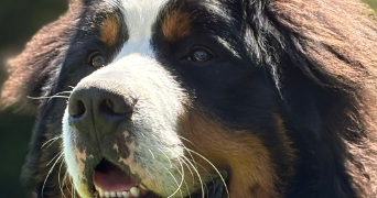 isabelle pet sitter à ST ETIENNE 42000_3