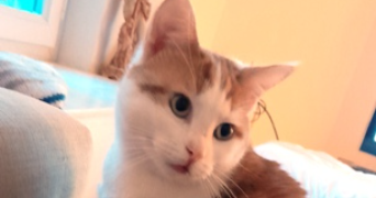 katia pet sitter à ETAMPES 91150_2
