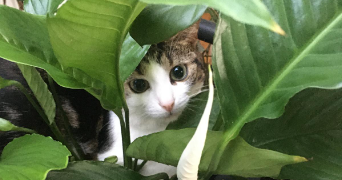 emmanuelle pet sitter à PARIS 14 75014_2