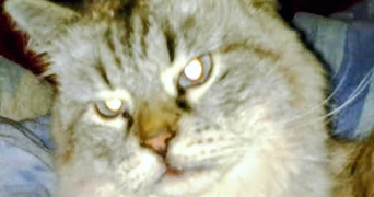 hasnia fatiha  pet sitter à VILLEURBANNE 69100_3