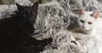 valérie pet sitter à LIAS 32600_7