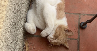 elise pet sitter à MURVIEL LES BEZIERS 34490_7