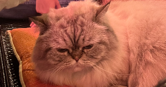 léonie pet sitter à CHATOU 78400_3