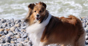 fanny pet sitter à TRIEL SUR SEINE 78510_1