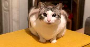 zoé pet sitter à BESSANCOURT 95550_1