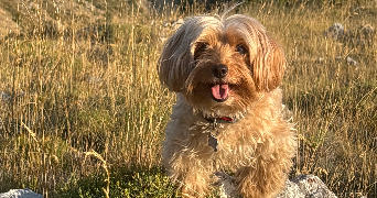 marie pet sitter à ANTIBES 06600_2