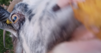 anaelle pet sitter à L ISLE SUR LA SORGUE 84800_3