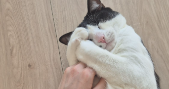 emma pet sitter à CLERMONT FERRAND 63000_2