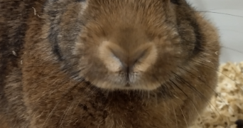 bastien pet sitter à LAVAL 53000_1