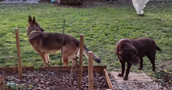 veronique pet sitter à ST LEONARD DE NOBLAT 87400_5