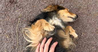 faustine pet sitter à LYON 01 69001_3