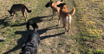 anne pet sitter à SALOUEL 80480_3