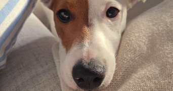 léa pet sitter à TREGOUREZ 29970_2