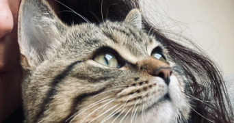 delphine cat sitter à BRY SUR MARNE 94360_2