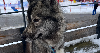 lievre pet sitter à LYON 06 69006_0